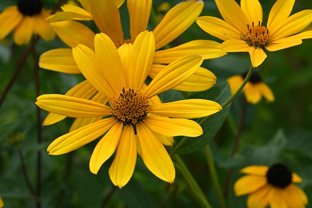 2025-08270230 Tower Hill Botanic Garden, MA.JPG - Jerusalem Artichoke (Helianthus tuberosus). New England Botanic Garden at Tower Hill, MA, 8-27-2025